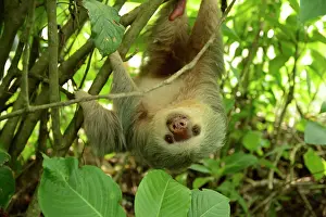 Headfirst: Hoffmann's two-toed sloth (Choloepus hoffmanni)