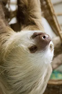 Rican: Hoffmann's Two-toed Sloth, Choloepus hoffmanni