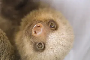 Rican: Hoffmann's Two-toed Sloth, Choloepus hoffmanni