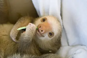 Rescue: Hoffmann's Two-toed Sloth, Choloepus hoffmanni