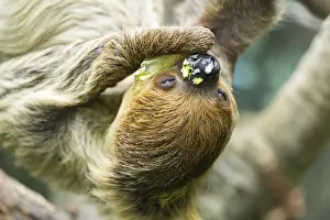 Rescues: Hoffmann's two-toed sloth (Choloepus hoffmanni) hanging on a tree