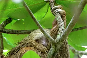 Nails: hoffmann's Two-toed Sloth - Hanging from tree
