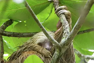 Sloths: Hoffmann's Two-toed Sloth - during heavy rain