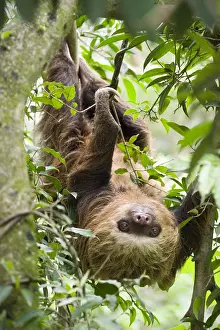 Rican: Hoffman's two-toed sloth (Choloepus hoffmanni)