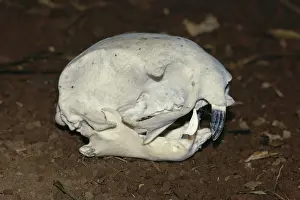 Bleached: Hoffman's Two-toed Sloth skull