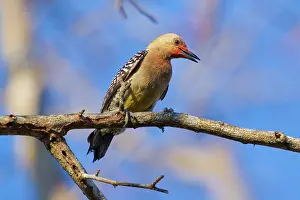 Hoffmans: Hoffman's Woodpecker