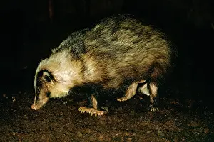 Collins: HOG BADGER
