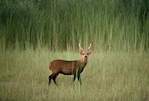 Robert Mcdougal: HOG DEER