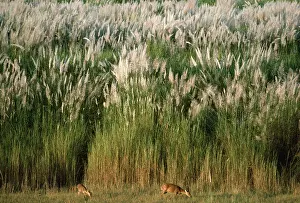 Robert Mcdougal: Hog Deer