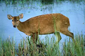Axis: HOG DEER