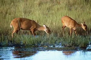Axis: Hog Deer