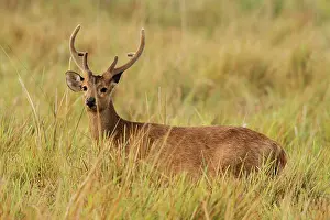 Axis: Hog Deer