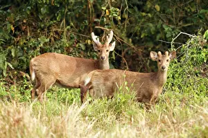 Axis: Hog Deer