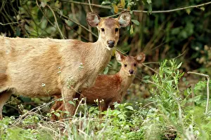 Axis: Hog Deer