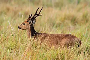 Axis: Hog Deer