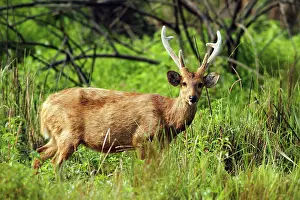 Duvauceli: Hog Deer - male