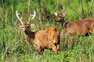 Duvauceli: Hog Deer - male