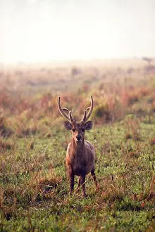 Axis: Hog Deer - male