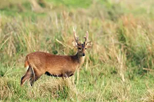 Axis: Hog Deer - male