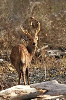 Axis: Hog Deer- male