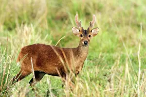 Axis: Hog Deer - male