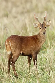 Axis: Hog Deer - male