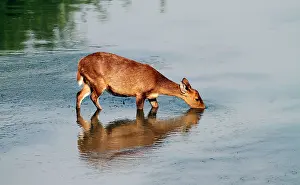 Axis: Hog Deer - in the river Brahamputra