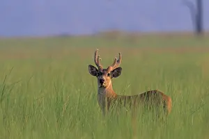 Porcinus: Hog Deer stag