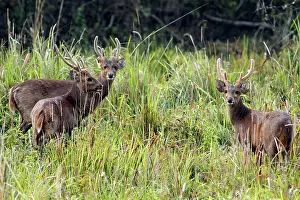 Axis: Hog Deers