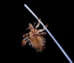Lice: Hog Louse