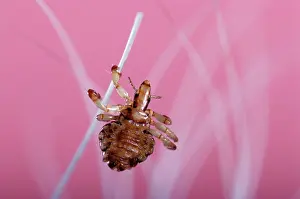 Lice: Hog Louse