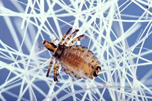 Lice: Hog Louse