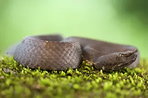 Selva: Hog-nosed Pitviper