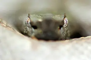 Pitviper: Hog-nosed Pitviper