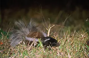 Skunk: HOG-NOSED SKUNK