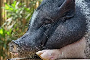Keren: Hog, Philippines