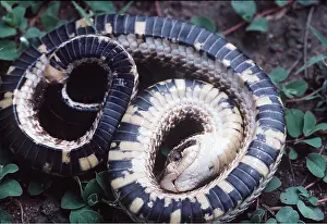 Deception: Hognose Snake - Feigns death
