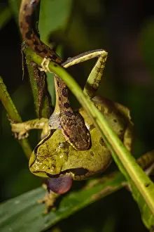 Poisoning: Hognosed Pitviper - Hognosed Pitviper poisoning