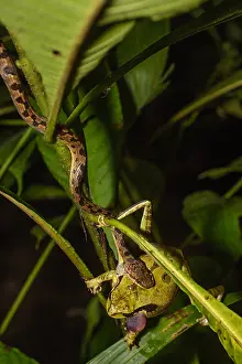 B Moose Peterson: Hognosed Pitviper - Hognosed Pitviper poisoning
