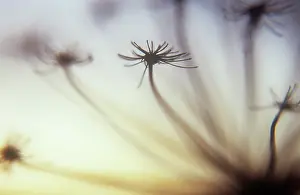 Sphondylium: Hogweed