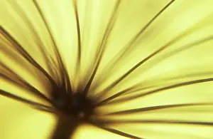 Sphondylium: Hogweed