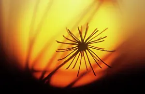 Sphondylium: Hogweed
