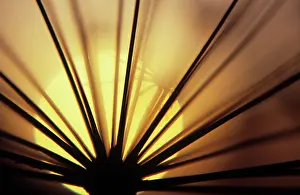 Parsnip: Hogweed