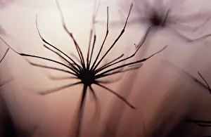 Parsnip: Hogweed