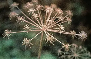 Photographic: Hogweed