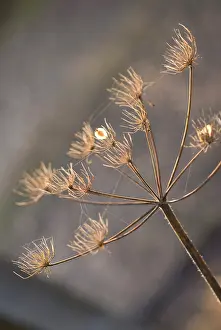 Sphondylium: Hogweed