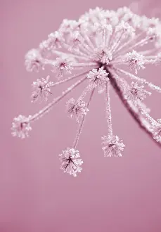 Sphondylium: Hogweed