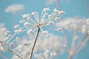 Sphondylium: Hogweed