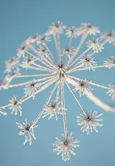Sphondylium: Hogweed