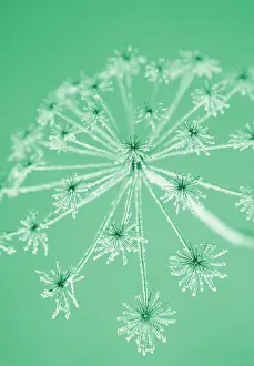 Sphondylium: Hogweed